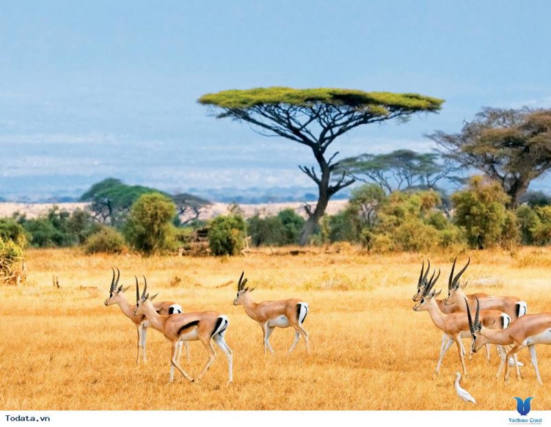 viet-bai-ve-te-giac-dẻ-danh-co-họi-den-nam-phi-10-ngay-miẽn-phi-danh-rieng-cho-nguoi-viẹt